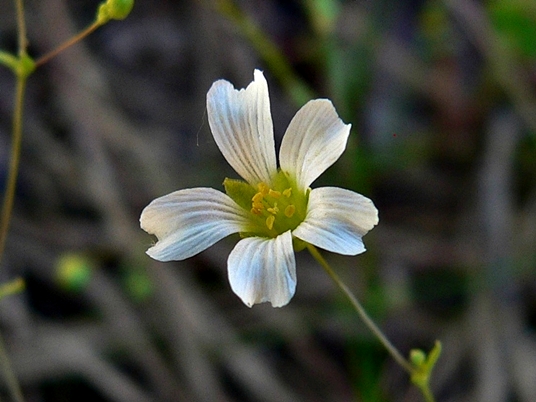 {Mononeuria glabra}